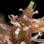 Purple Haze Auto Feminized by Power Strains THC Content Potency Strength CBD Height Yield Flowering Time Indica Sativa Genetics