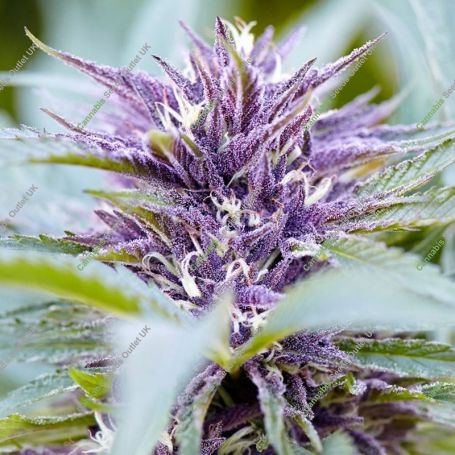 Purple Haze Auto Feminized Marijuana Strain by Power Strains For Sale Online at Cannabis Seeds Outlet