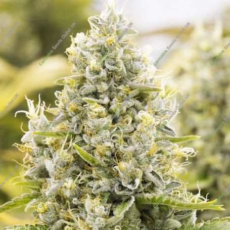 Gorilla Glue Auto Feminized Marijuana Strain by Power Strains For Sale Online at Cannabis Seeds Outlet