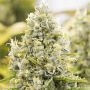 Gorilla Glue Auto Feminized Marijuana Strain by Power Strains For Sale Online at Cannabis Seeds Outlet