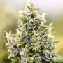 Gelato Auto Feminized Marijuana Strain by Power Strains For Sale Online at Cannabis Seeds Outlet