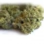 Gelato Auto Feminized by Power Strains THC Content Potency Strength CBD Height Yield Flowering Time Indica Sativa Genetics