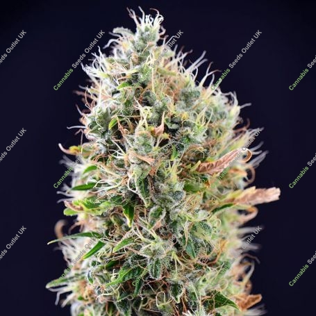 Banana Punch Auto Feminized Marijuana Strain by Power Strains For Sale Online at Cannabis Seeds Outlet