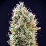Banana Punch Auto Feminized Marijuana Strain by Power Strains For Sale Online at Cannabis Seeds Outlet