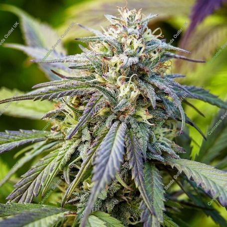 Afghan Kush Auto Feminized Marijuana Strain by Power Strains For Sale Online at Cannabis Seeds Outlet