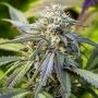 Afghan Kush Auto Feminized Marijuana Strain by Power Strains For Sale Online at Cannabis Seeds Outlet