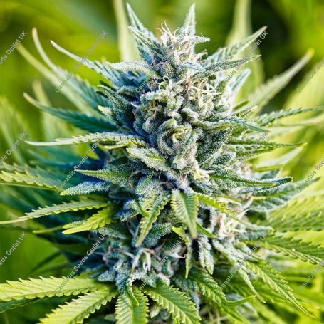 Amnesia Haze Auto Feminized Marijuana Strain by Power Strains For Sale Online at Cannabis Seeds Outlet