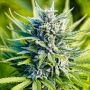 Amnesia Haze Auto Feminized Marijuana Strain by Power Strains For Sale Online at Cannabis Seeds Outlet