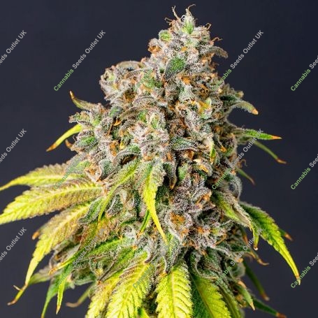 60 Day Grapefruit Auto Feminized Marijuana Strain by Power Strains For Sale Online at Cannabis Seeds Outlet