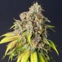 60 Day Grapefruit Auto Feminized Marijuana Strain by Power Strains For Sale Online at Cannabis Seeds Outlet