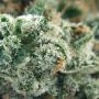 60 Day Grapefruit Auto Feminized by Power Strains THC Content Potency Strength CBD Height Yield Flowering Time Indica Sativa Gen