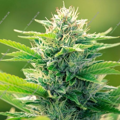 CBD Oil Maker Feminized Marijuana Strain by Power Strains For Sale Online at Cannabis Seeds Outlet