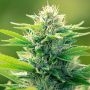 CBD Oil Maker Feminized Marijuana Strain by Power Strains For Sale Online at Cannabis Seeds Outlet