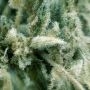 CBD Oil Maker Feminized by Power Strains THC Content Potency Strength CBD Height Yield Flowering Time Indica Sativa Genetics