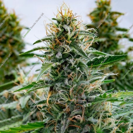 White Widow Feminized Marijuana Strain by Power Strains For Sale Online at Cannabis Seeds Outlet
