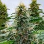 White Widow Feminized Marijuana Strain by Power Strains For Sale Online at Cannabis Seeds Outlet