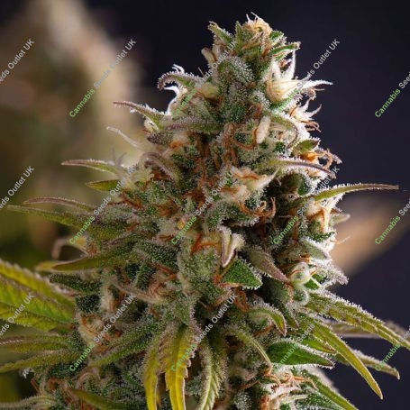 Wedding Cake Feminized Marijuana Strain by Power Strains For Sale Online at Cannabis Seeds Outlet