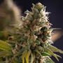 Wedding Cake Feminized Marijuana Strain by Power Strains For Sale Online at Cannabis Seeds Outlet
