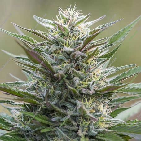 Sleep Well Feminized Marijuana Strain by Power Strains For Sale Online at Cannabis Seeds Outlet