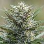Sleep Well Feminized Marijuana Strain by Power Strains For Sale Online at Cannabis Seeds Outlet
