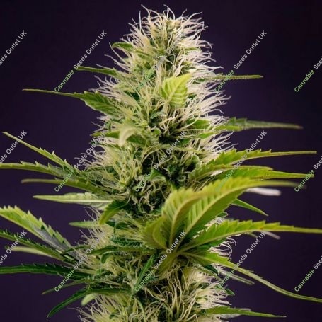Silver Haze Feminized Marijuana Strain by Power Strains For Sale Online at Cannabis Seeds Outlet