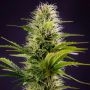 Silver Haze Feminized Marijuana Strain by Power Strains For Sale Online at Cannabis Seeds Outlet