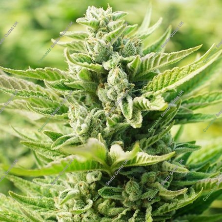 OG Kush Feminized Marijuana Strain by Power Strains For Sale Online at Cannabis Seeds Outlet