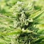 OG Kush Feminized Marijuana Strain by Power Strains For Sale Online at Cannabis Seeds Outlet