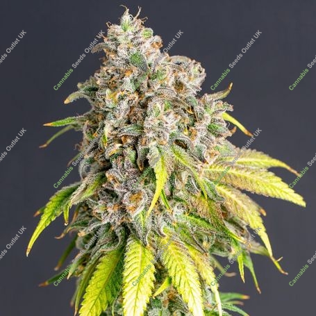 Lemon Haze Feminized Marijuana Strain by Power Strains For Sale Online at Cannabis Seeds Outlet