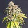 Lemon Haze Feminized Marijuana Strain by Power Strains For Sale Online at Cannabis Seeds Outlet