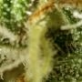 Lemon Haze Feminized by Power Strains THC Content Potency Strength CBD Height Yield Flowering Time Indica Sativa Genetics