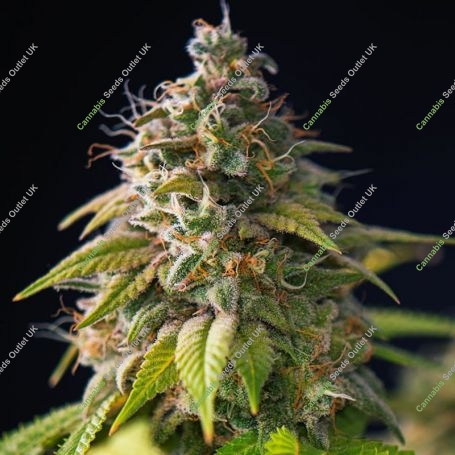 Gorilla Zkittlez Feminized Marijuana Strain by Power Strains For Sale Online at Cannabis Seeds Outlet