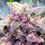 Gorilla Zkittlez Feminized by Power Strains THC Content Potency Strength CBD Height Yield Flowering Time Indica Sativa Genetics