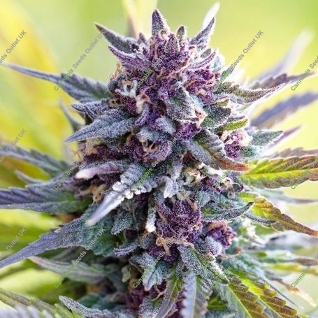 Grandaddy Purple Feminized Marijuana Strain by Power Strains For Sale Online at Cannabis Seeds Outlet