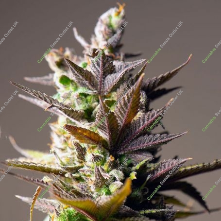 Cookie Mint Feminized Marijuana Strain by Power Strains For Sale Online at Cannabis Seeds Outlet