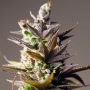 Cookie Mint Feminized Marijuana Strain by Power Strains For Sale Online at Cannabis Seeds Outlet