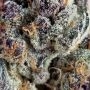 Cookie Mint Feminized by Power Strains THC Content Potency Strength CBD Height Yield Flowering Time Indica Sativa Genetics