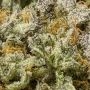 Banana Punch Feminized by Power Strains THC Content Potency Strength CBD Height Yield Flowering Time Indica Sativa Genetics