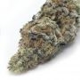 Power Strains Banana Punch Smoke Buds Weed Ganja Skunk Dope Pot Images Pics Nuggets