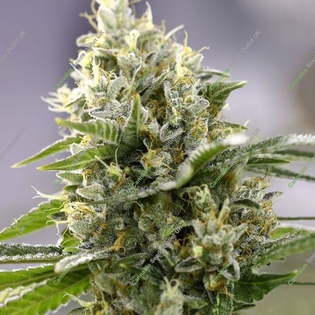 Banana Punch Feminized Marijuana Strain by Power Strains For Sale Online at Cannabis Seeds Outlet