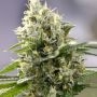 Banana Punch Feminized Marijuana Strain by Power Strains For Sale Online at Cannabis Seeds Outlet