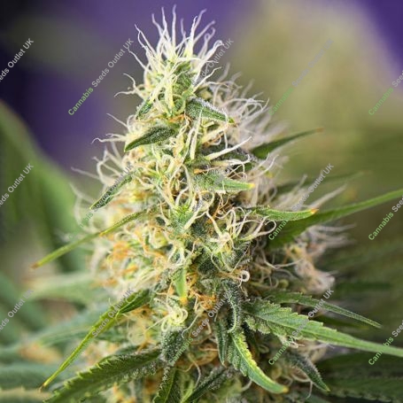 Amnesia Haze Feminized Marijuana Strain by Power Strains For Sale Online at Cannabis Seeds Outlet