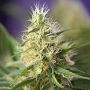 Amnesia Haze Feminized Marijuana Strain by Power Strains For Sale Online at Cannabis Seeds Outlet