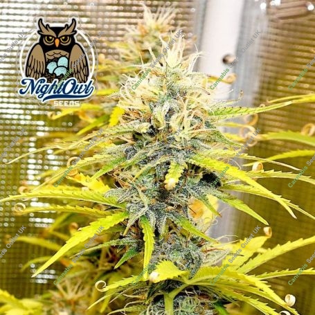 Zamango Auto Feminized Marijuana Strain by Dark Owl Seeds For Sale Online at Cannabis Seeds Outlet