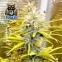 Zamango Auto Feminized Marijuana Strain by Dark Owl Seeds For Sale Online at Cannabis Seeds Outlet