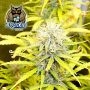 Dark Owl Seeds Zamango Auto Smoke Buds Weed Ganja Skunk Dope Pot Images Pics Nuggets