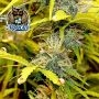 Zamango Auto Feminized by Dark Owl Seeds THC Content Potency Strength CBD Height Yield Flowering Time Indica Sativa Genetics