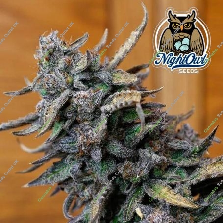 Vacation Bubba Auto Feminized Marijuana Strain by Dark Owl Seeds For Sale Online at Cannabis Seeds Outlet