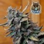 Vacation Bubba Auto Feminized Marijuana Strain by Dark Owl Seeds For Sale Online at Cannabis Seeds Outlet