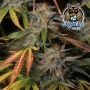 Dark Owl Seeds Tropical Wiz V.2 Auto Smoke Buds Weed Ganja Skunk Dope Pot Images Pics Nuggets